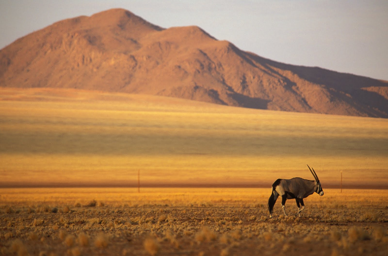 An Oryx is a large antelope native to arid parts of Africa. It's an ...