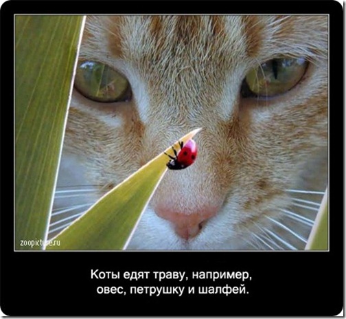 clip_image038