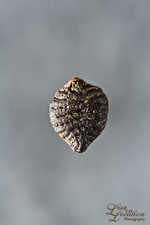 passiflora lutea seed macro, 365, lisa on location photography, New Braunfels, San Antonio, Austin