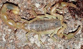 Foto del escorpión o alacrán tomada desde arriba