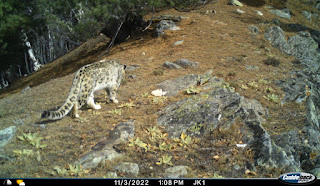 District Kishtwar Emerges as a Key Habitat for Snow Leopards in India: Groundbreaking Survey Reveals Significant Population.