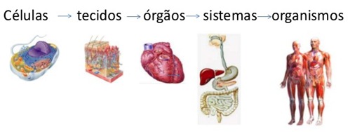 Imagem relacionada