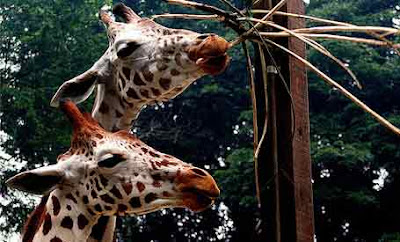 Zoo negara