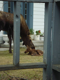 moose in neighborhood in Flatrock