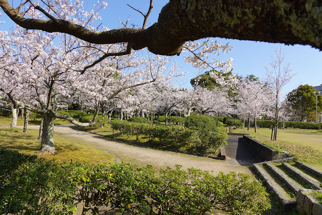 鳥取県米子市西町　港山公園　満開のソメイヨシノ桜