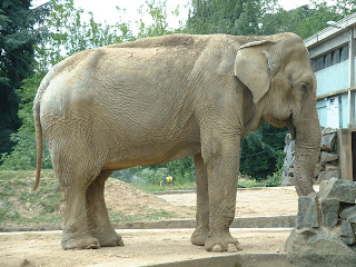 élephant vu de coté