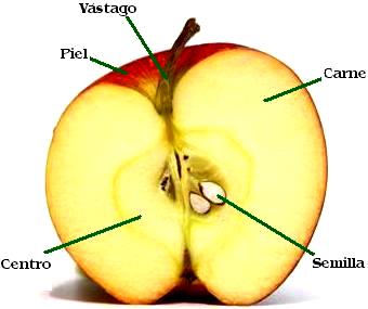 Imagen de las partes de una manzana a colores indicando partes