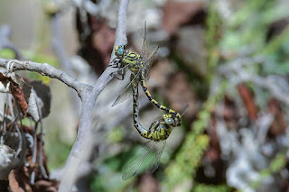 libelula-pinzada-de-ribera-onychogomphus-forcipatus-tandem-