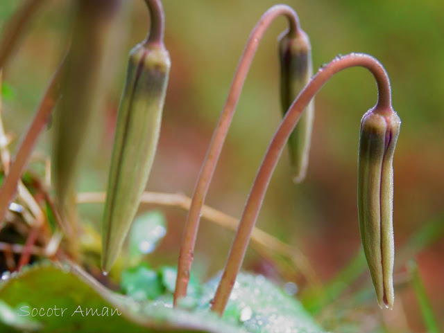 Erythronium japonicum