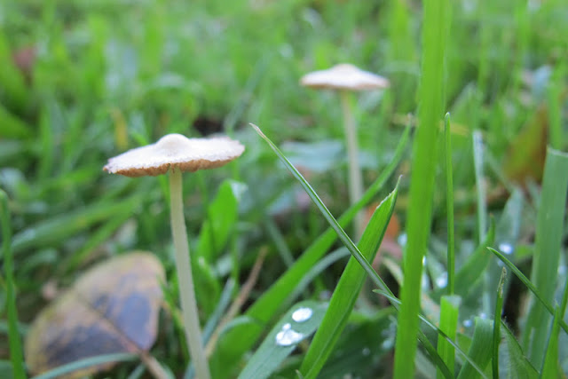 slakken, paddenstoelen en een skelet...