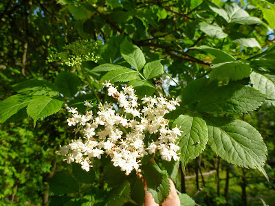 Elderberry