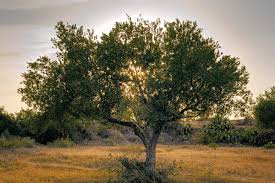 فوائد شجرة الزيتون المباركة
