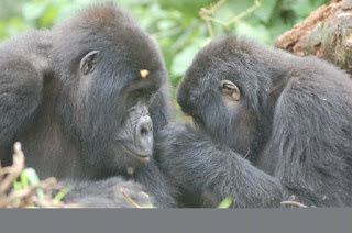 Gorilla trekking Tour in Uganda And Rwanda