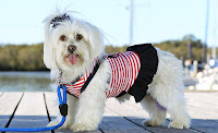 Dog Fashion Designers7