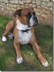 raza-boxer-224x300