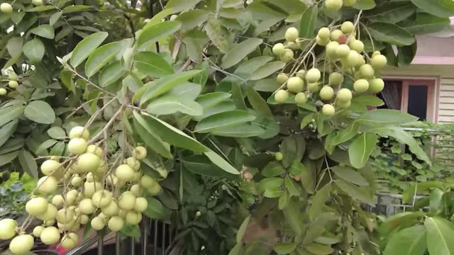 pohon kelengkeng yang sedang berbuah