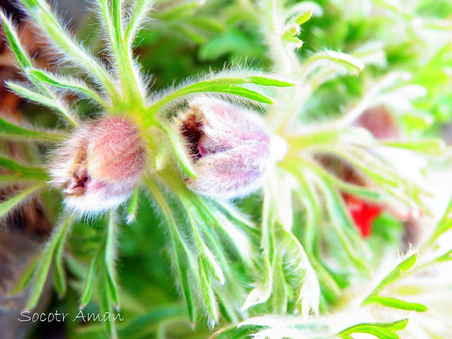 Pulsatilla cernua