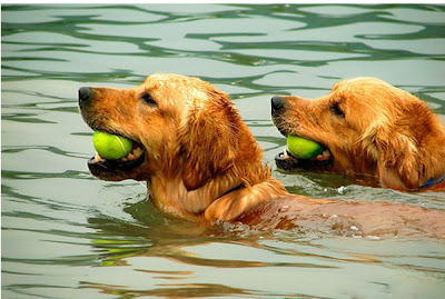 Dog and Ball