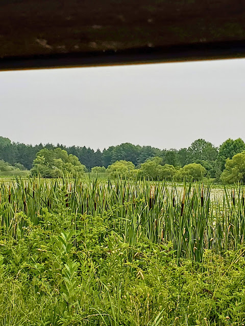 view of cattails and the wetland at the highbanks metro park near columbus OHio