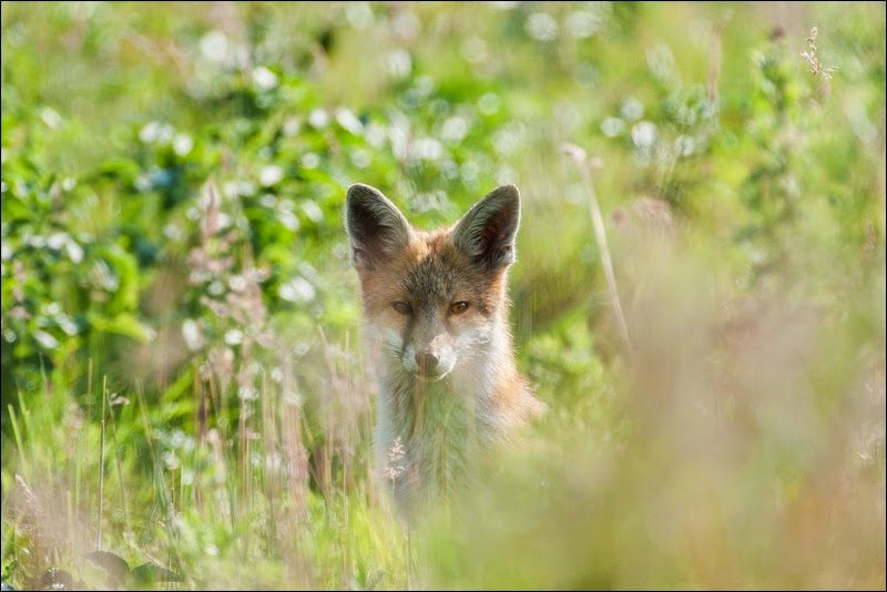 Fox