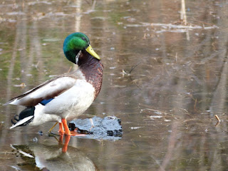 Canard colvert - Anas platyrhynchos