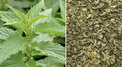 nettle leaf (stinging nettle) for dogs with environmental allergies