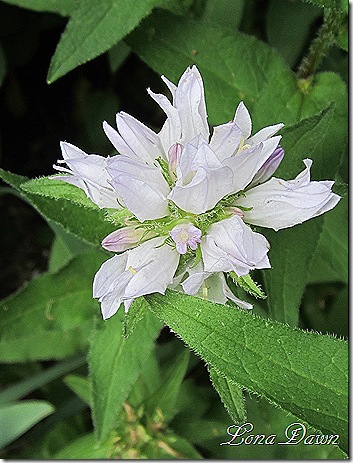 Campanula_Alba_Clustered_Bellflower