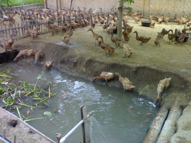 Budidaya Entok Petelur