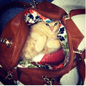 cat hides in a bag, funny cat photos