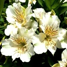 flor de astromelia color blanca y amarilla