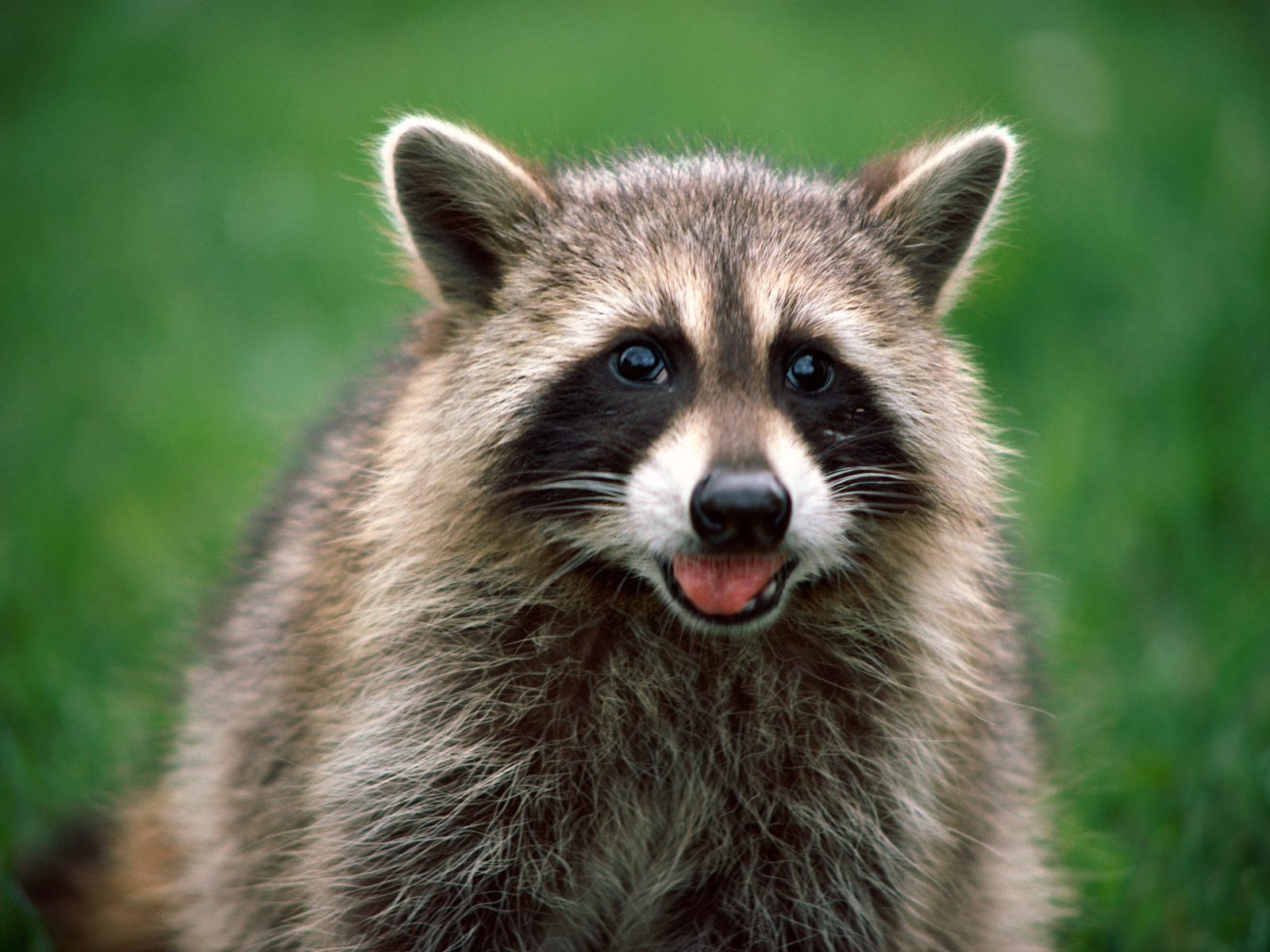 Picture Of Raccoon 10