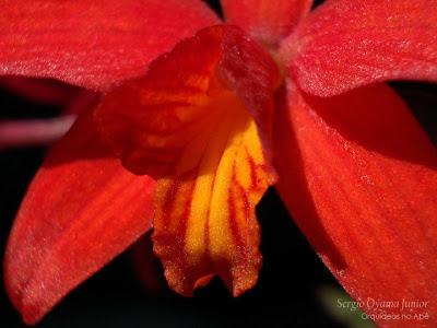 Mini-orquídea Sophrolaelia Jinn