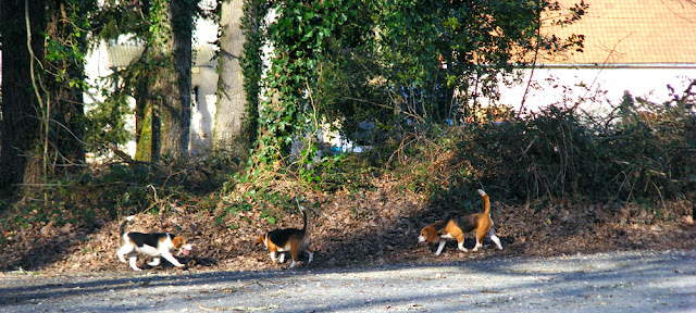 Beagles being exercised in the forest.  Indre et Loire, France. Photographed by Susan Walter. Tour the Loire Valley with a classic car and a private guide.