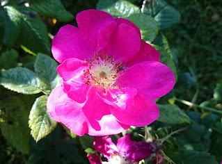 Rosa rugosa i blomst