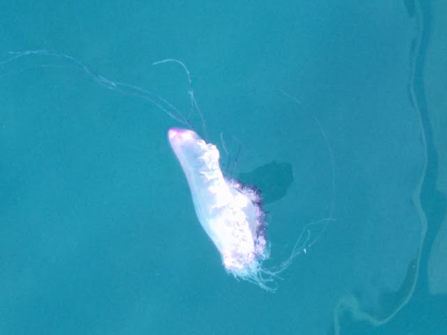 Portuguese man-of-war