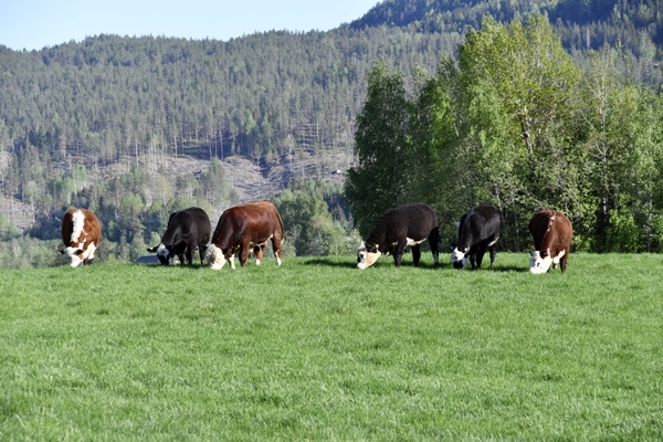 beiteslipp kviger okse
