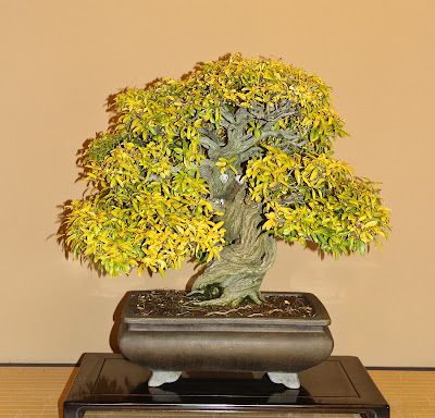 120 year old Bonsai Pomegranate tree