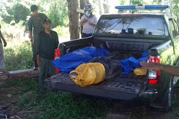 SKW Ternate Evakuasi Buaya di Sungai Weda