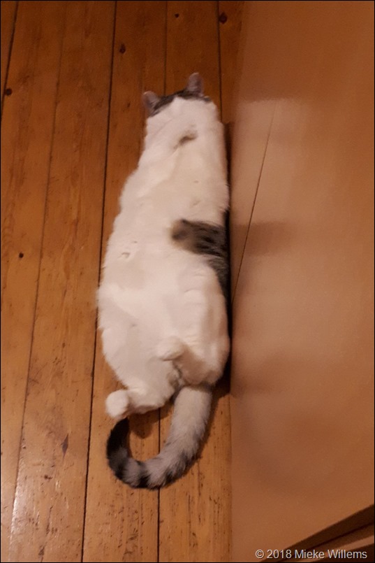 cutieBo