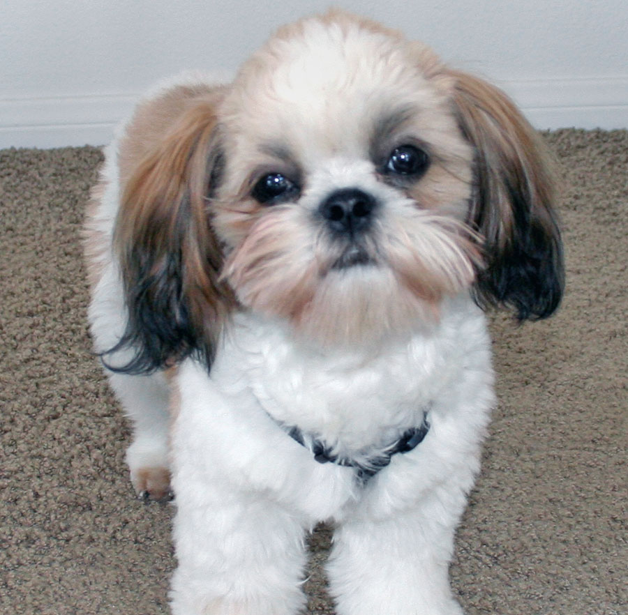 Shih Tzu Dog Breeders Profiles and Pictures | Dog Breeders Profiles and