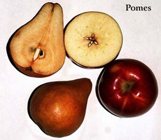 Las peras y las manzanas son ejemplos de los pomos.