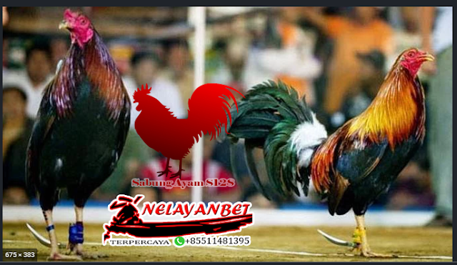 Master adu Sabung Ayam Terpercaya Link Alternatif Sabung Ayam 1288 2017 