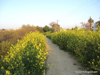 yellow weeds for March in Cyprus