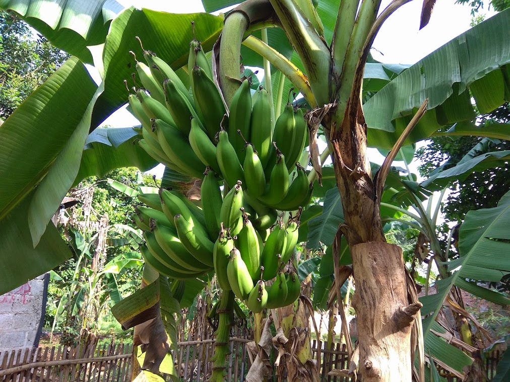 jual bibit tanaman pisang raja nangka yang cepat berbuah jawa barat Cirebon