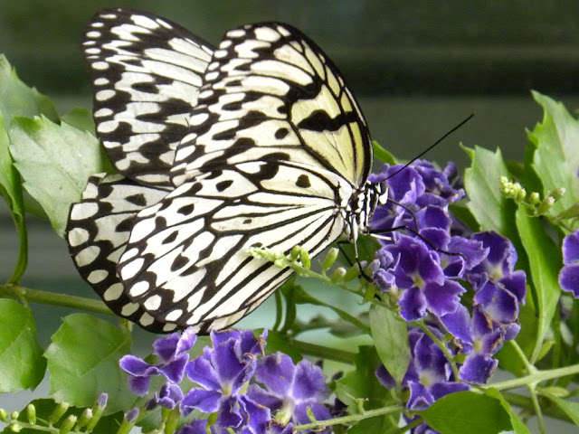 Butterfly Garden Artis