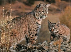 bobcat