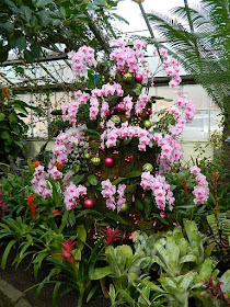 2018 Allan Gardens Conservatory Winter Flower Show pink Phalaenopsis topiary by garden muses--not another Toronto gardening blog