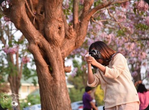 tabebuia-kamphangsaen-4