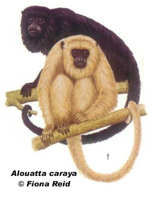 Mono aullador negro Alouatta caraya