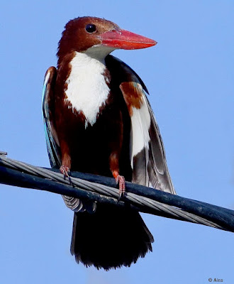 White-throated Kingfisher - with breeding plumage